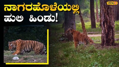 ಹುಲಿಗಳ ಹಿಂಡು