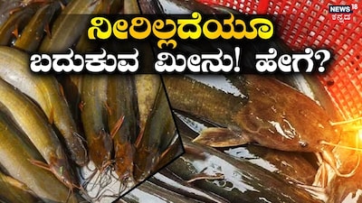The Secret Behind Shing Fish Surviving Months Without Water