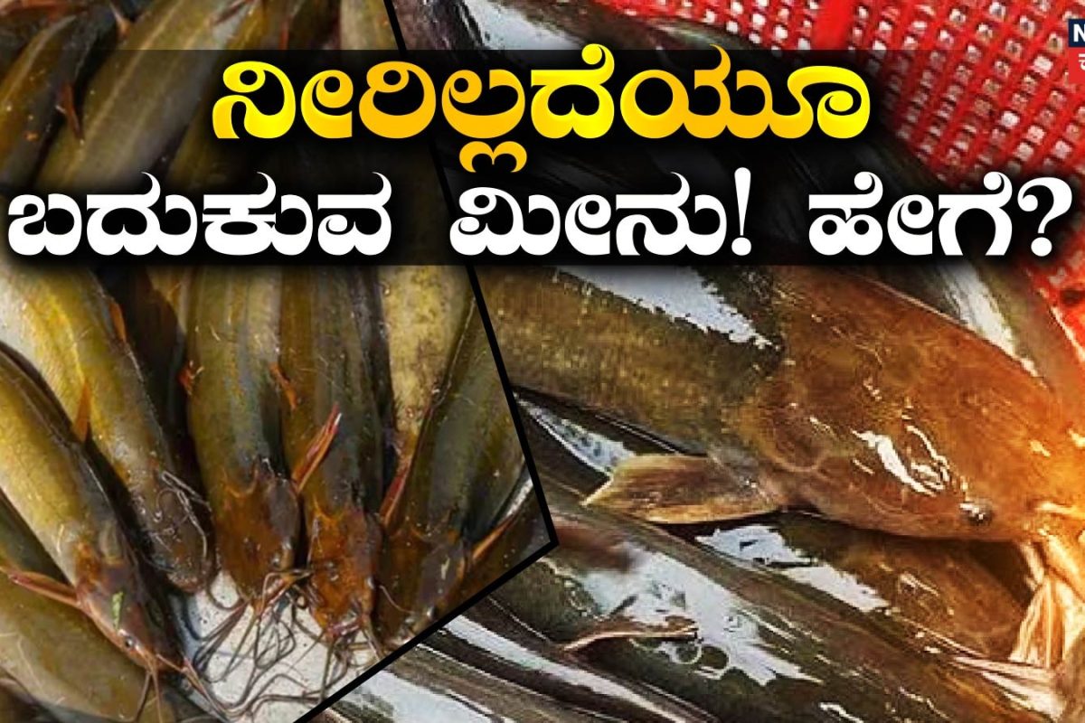 Shing Fish: ಈ ಮೀನುಗಳು ತಿಂಗಳುಗಟ್ಟಲೆ ನೀರಿಲ್ಲದೆ ನೆಲದಡಿಯಲ್ಲಿ ಬದುಕುತ್ತವೆ! ಅದರ ನಿಜವಾದ ರಹಸ್ಯ ತಿಳಿದರೆ ಅಚ್ಚರಿಯಾಗುತ್ತೆ!