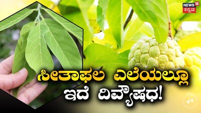 ಸೀತಾಫಲದ ಎಲೆಗಳು