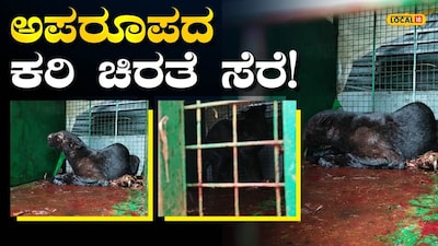 ಕಪ್ಪು ಚಿರತೆ