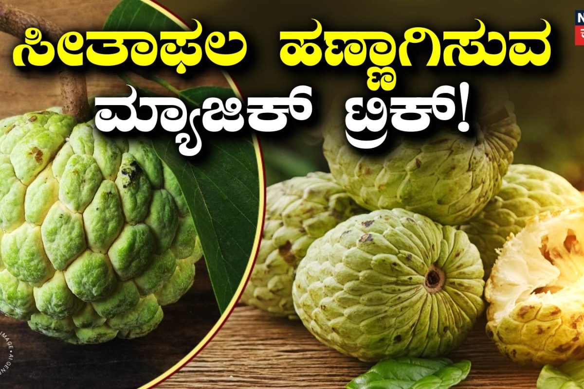 Custard Apple: ಮಾರ್ಕೆಟ್‌ನಿಂದ ಗೊತ್ತಿಲ್ಲದೆ ಹಸಿ ಸೀತಾಫಲ ತಂದಿದ್ದೀರಾ? ಮನೆಯಲ್ಲೇ ಹಣ್ಣಾಗಿಸುವ ಸೀಕ್ರೆಟ್ ವಿಧಾನ ಇಲ್ಲಿದೆ ಓದಿ