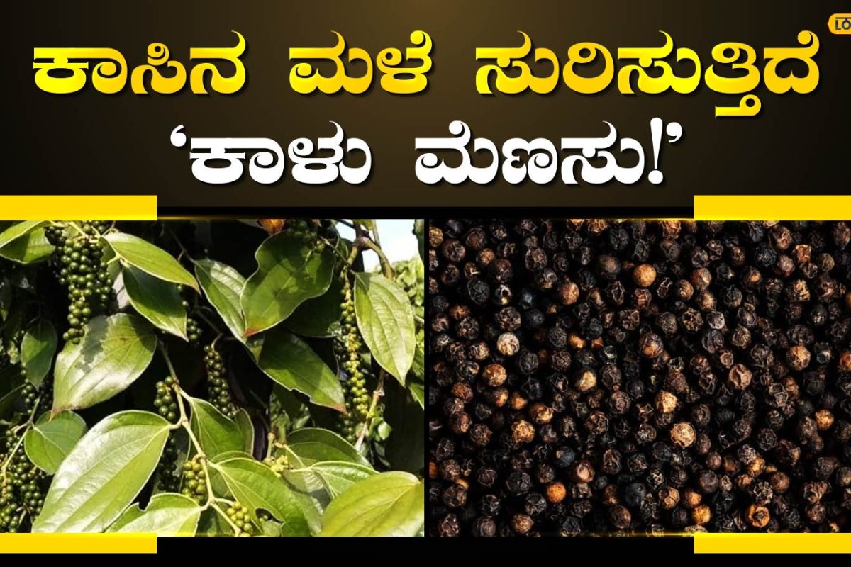 Black Pepper: ಕಾಳು ಮೆಣಸು ಬೆಳೆಗಾರರಿಗೆ ಬಂತು ರಾಜಯೋಗ, ಕೆಜಿಗೆ 750 ರೂ ಆಗಲಿದೆಯೇ ಧಾರಣೆ? ಇಲ್ಲಿದೆ ಮಾರ್ಕೆಟ್‌ನ ಅಂಕಿ ಅಂಶ!