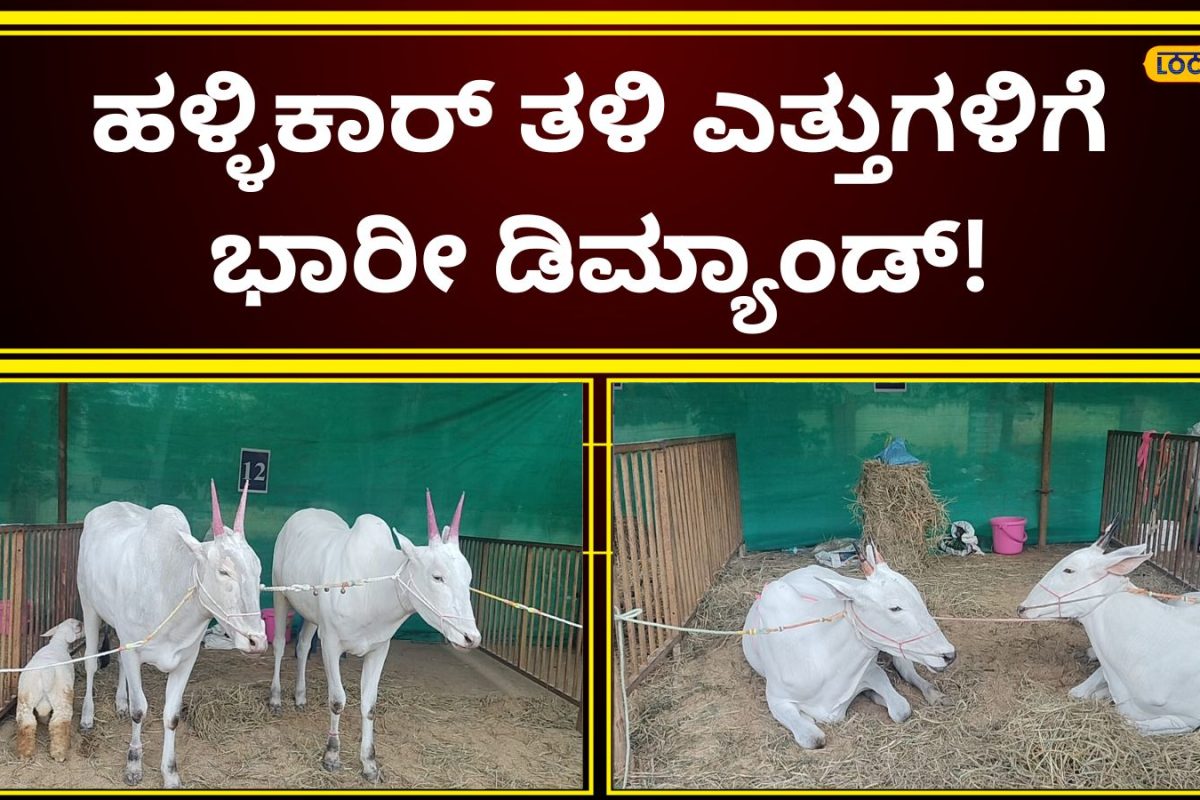 Hallikar Breed: ಮೈಸೂರು ದಸರಾದಲ್ಲಿ ಹಳ್ಳಿಕಾರ್‌ ಹಂಗಾಮಾ; ಎತ್ತುಗಳ ಮಾಲೀಕರಿಗೆ 3 ಲಕ್ಷ ವಿತರಣೆ!