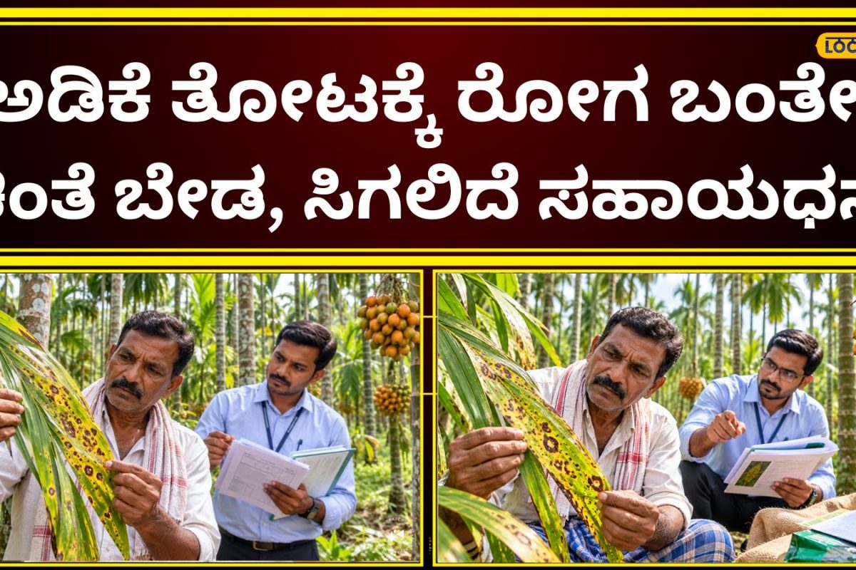 Government Schemes: ನೀವು ಅಡಿಕೆ ಬೆಳೆಗಾರರೇ? ಹಾಗಾದರೆ ಈ ಚಾನ್ಸ್‌ ಮಿಸ್‌ ಮಾಡ್ಕೋಬೇಡಿ, ನಿಮಗೆ ಸಿಗಲಿದೆ ಆಕರ್ಷಕ ಸಹಾಯಧನ!