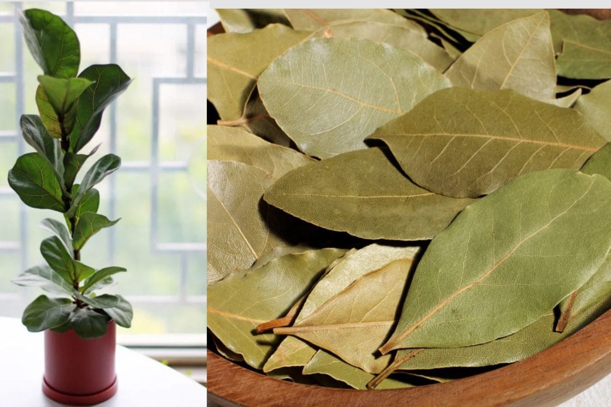 Gardening Tips: ಬಿರಿಯಾನಿ ಎಲೆಗೆ ಇನ್ನೂ ದುಡ್ಡು ಖರ್ಚು ಮಾಡಬೇಡಿ! ಕೇವಲ 200 ರೂ. ಮನೆಯಲ್ಲೇ ಬೆಳೆಸಿ