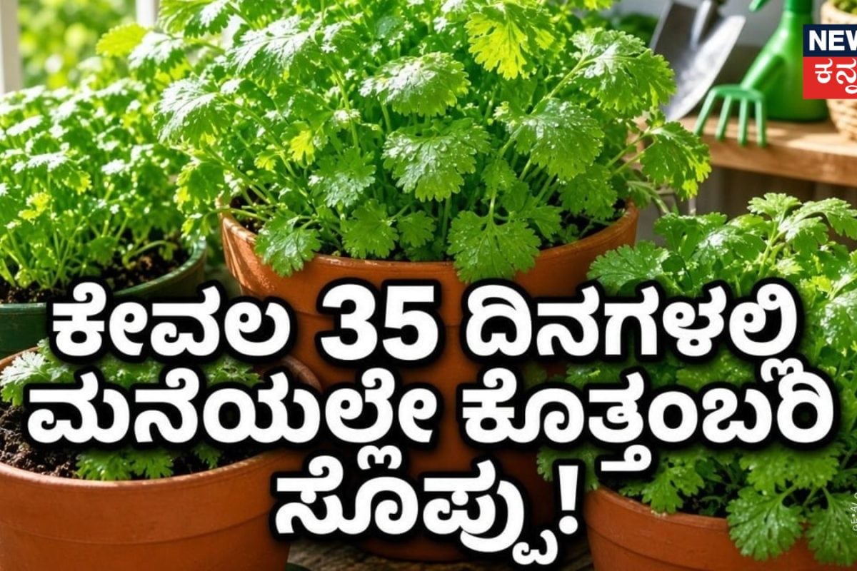 Gardening Tips: ಮನೆಯಲ್ಲೇ ಕೊತ್ತಂಬರಿ ಸೊಪ್ಪು ಬೆಳೆಯೋದು ಬಹಳ ಸುಲಭ! 35 ದಿನದ ಈ ವಿಧಾನ ತಪ್ಪದೇ ಟ್ರೈ ಮಾಡಿ