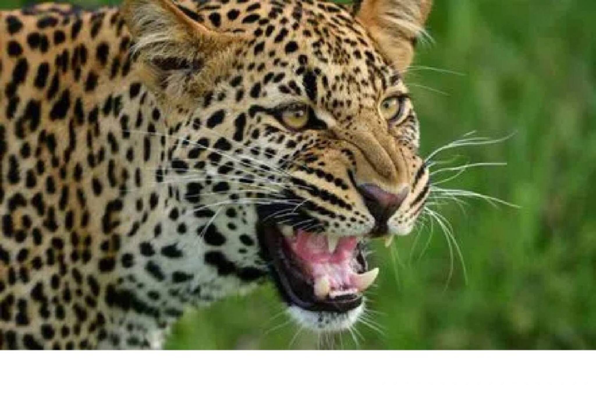 വയനാട്ടിൽ വീണ്ടും പുലി; വീട്ടിനകത്തേക്ക് കയറാൻ ശ്രമം