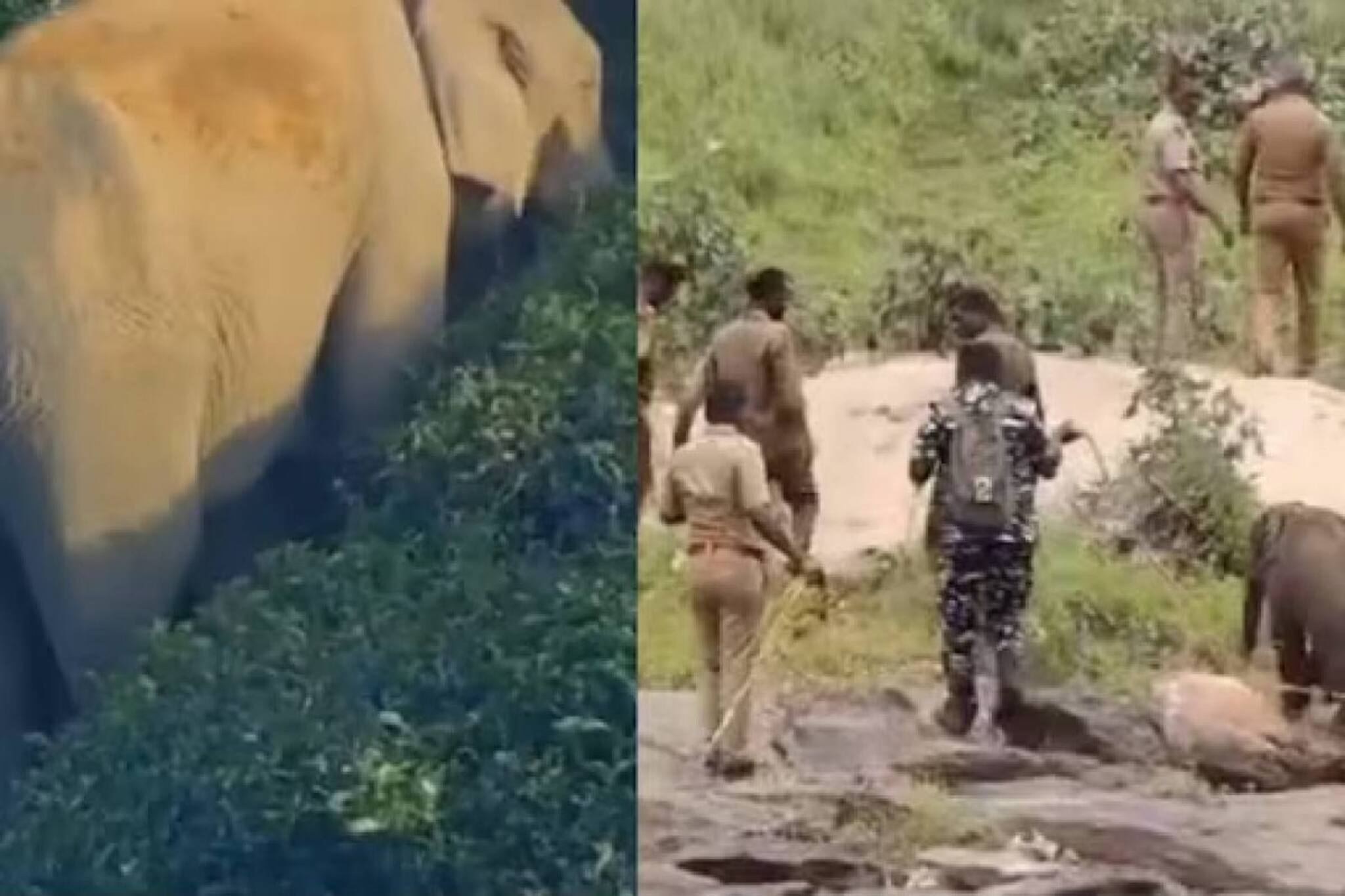 കൂട്ടം തെറ്റിയ കുട്ടിയാനയെ അമ്മയ്ക്കരികിൽ എത്തിച്ച വനംവകുപ്പിന്റെ ദൗത്യം സിനിമയാക്കണമെന്ന് ആനന്ദ് മഹീന്ദ്ര