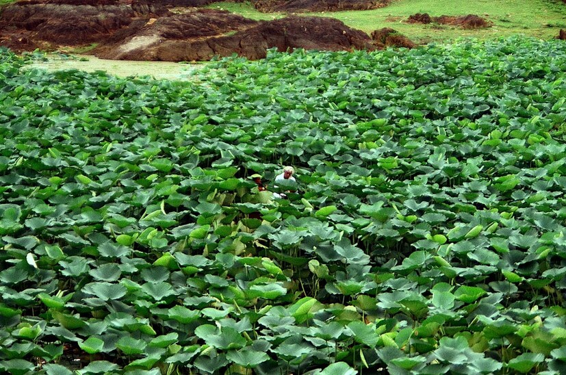  കാർട്ടൂണിസ്റ്റ് സുധീറാണ് ഇക്കാര്യം ഫേസ്ബുക്കിലൂടെ അറിയിച്ചത്. രാമചന്ദ്രന്റെ മക്കളായ രാഹുലും സുജാതയും ചേർന്ന് ചിതാഭസ്മം നിമഞ്ജനം ചെയ്യും. രാജസ്ഥാനിലെ ഉൾനാടുകളിൽ കൂടി നടത്തിയ യാത്രകളിൽ നിന്നാണ് അദ്ദേഹം താമരക്കുളങ്ങളുടെ സൗന്ദര്യം കണ്ടെത്തുന്നതും ഇന്ത്യൻ ചിത്രകലയിൽ തന്നെ ഒരു പുതിയ വഴി വെട്ടുന്നതും. (Image: Cartoonist Sudheer/Facebook)