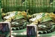 കമ്പി വേലിയിലല്ല; കടുവ കുടുങ്ങിയത് കേബിള്‍ കെണിയിലെന്ന് വനം വകുപ്പ്; കേസെടുത്തു