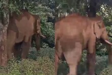 നെല്ലിയാമ്പതിയില്‍ ജനവാസമേഖലയില്‍ ചില്ലിക്കൊമ്പനിറങ്ങി; പ്രദേശത്തെ ലൈറ്റുകള്‍ തകര്‍ത്തു