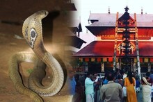 ഗുരുവായൂര്‍ അമ്പലനടയില്‍ മൂര്‍ഖനെ തോളിലിട്ട് യുവാവിന്‍റെ അഭ്യാസം; പിന്നാലെ പാമ്പുകടിയേറ്റ് ആശുപത്രിയില്‍