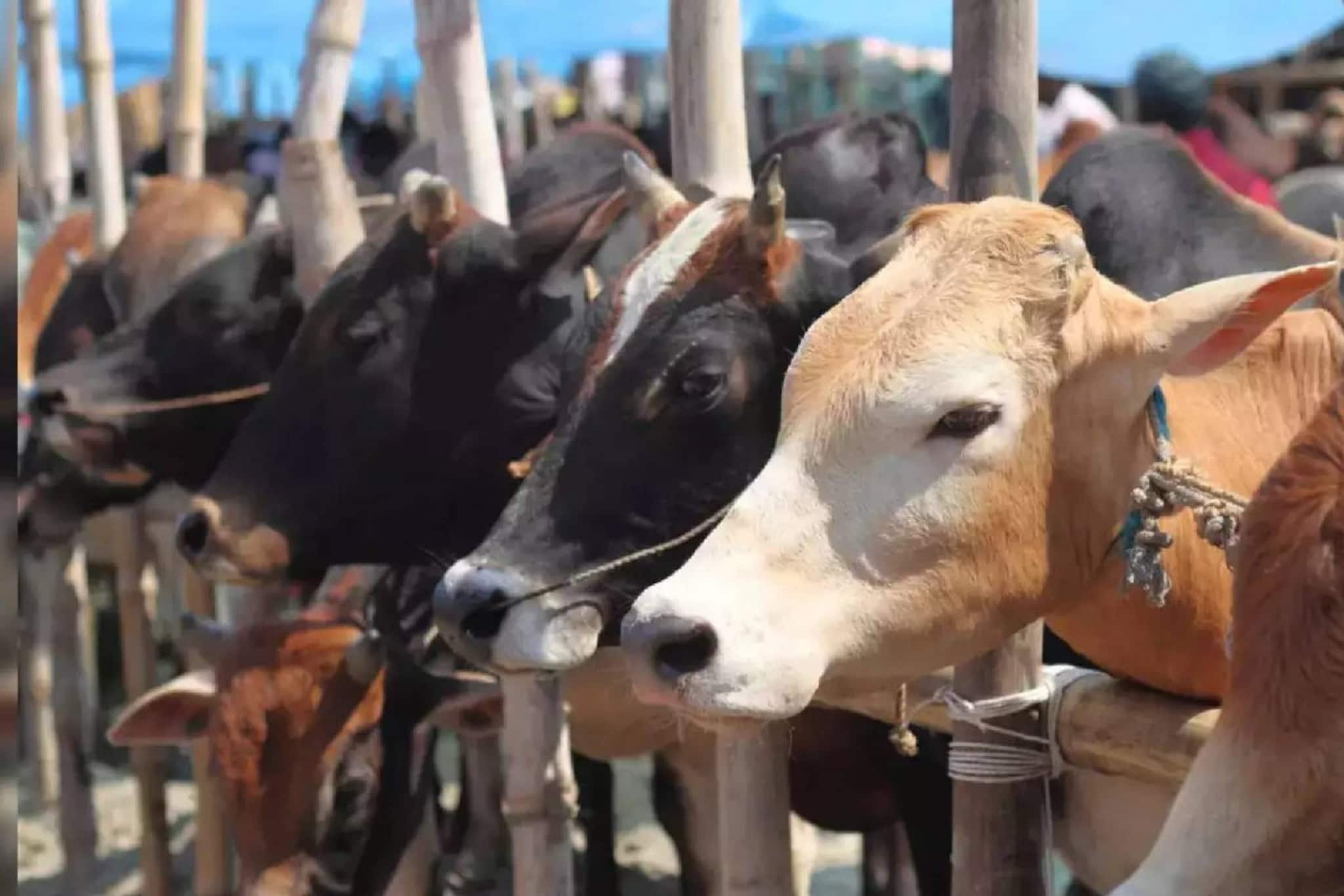 ഇന്ത്യയിൽ നിന്നുള്ള പശുവിന് ബ്രസീലിലെ ലേലത്തിൽ 40 കോടി രൂപ; സര്‍വകാല റെക്കോര്‍ഡ്