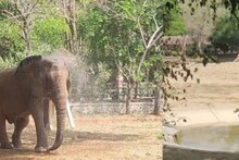ഹലോ, ആ എ.സി. ഒന്ന് ഓൺ ആക്കൂ; വേനൽ കടുക്കുമ്പോൾ മൃഗങ്ങൾക്കായ് മൃഗശാലയിൽ എസിയും ഫാനും