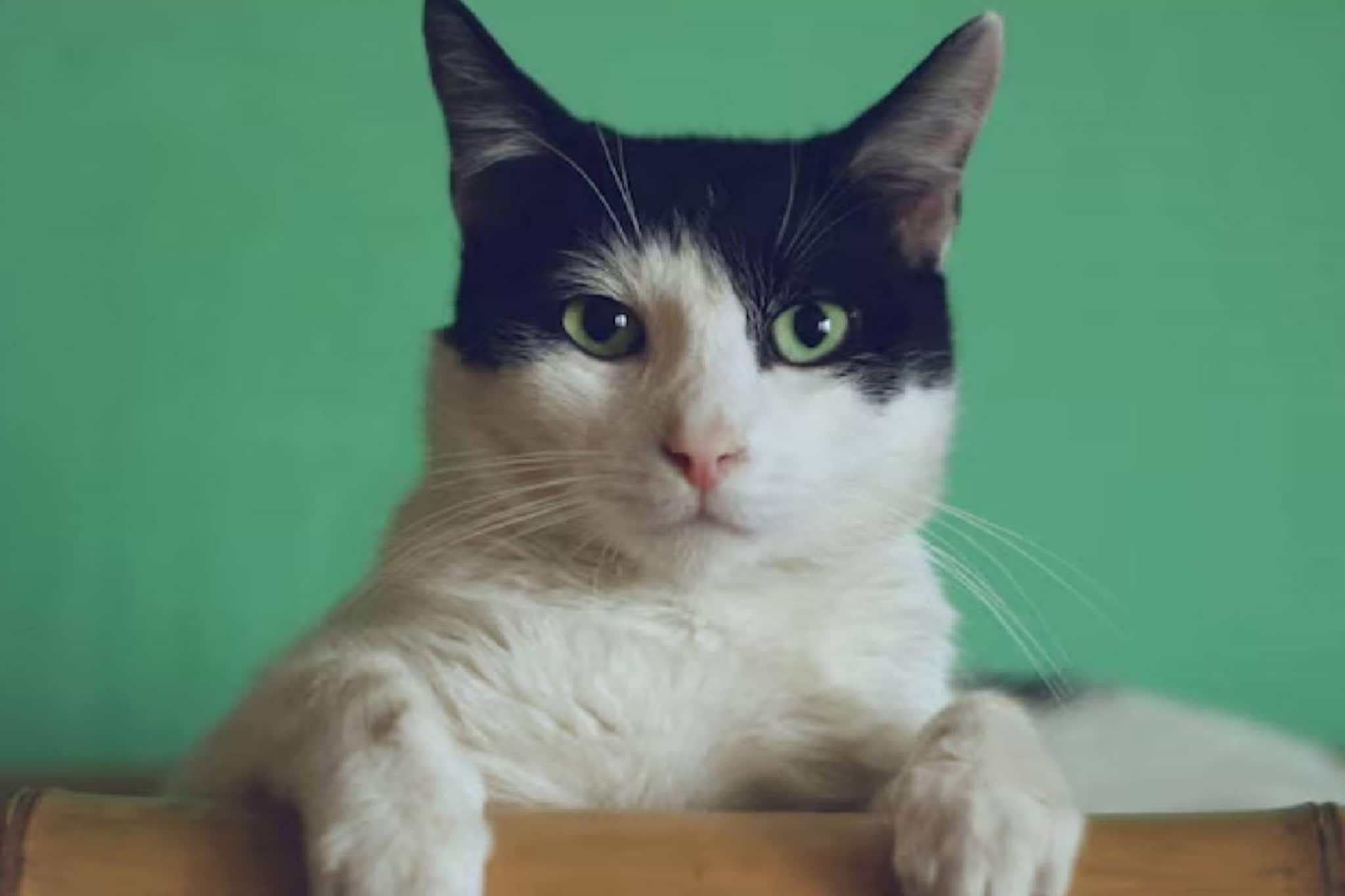 ആദ്യം മനുഷത്വം, പഠനം പിന്നെ; പൂച്ചകളെ ക്രൂരമായി ഉപദ്രവിച്ച വിദ്യാര്‍ത്ഥിയ്ക്ക്  സര്‍വകലാശാല അഡ്മിഷന്‍ നിഷേധിച്ചു