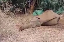 പാലക്കാട് മലമ്പുഴയിൽ റെയിൽപാളം മുറിച്ചു കടക്കുന്നതിനിടെ പരിക്കേറ്റ കാട്ടാന ചരിഞ്ഞു