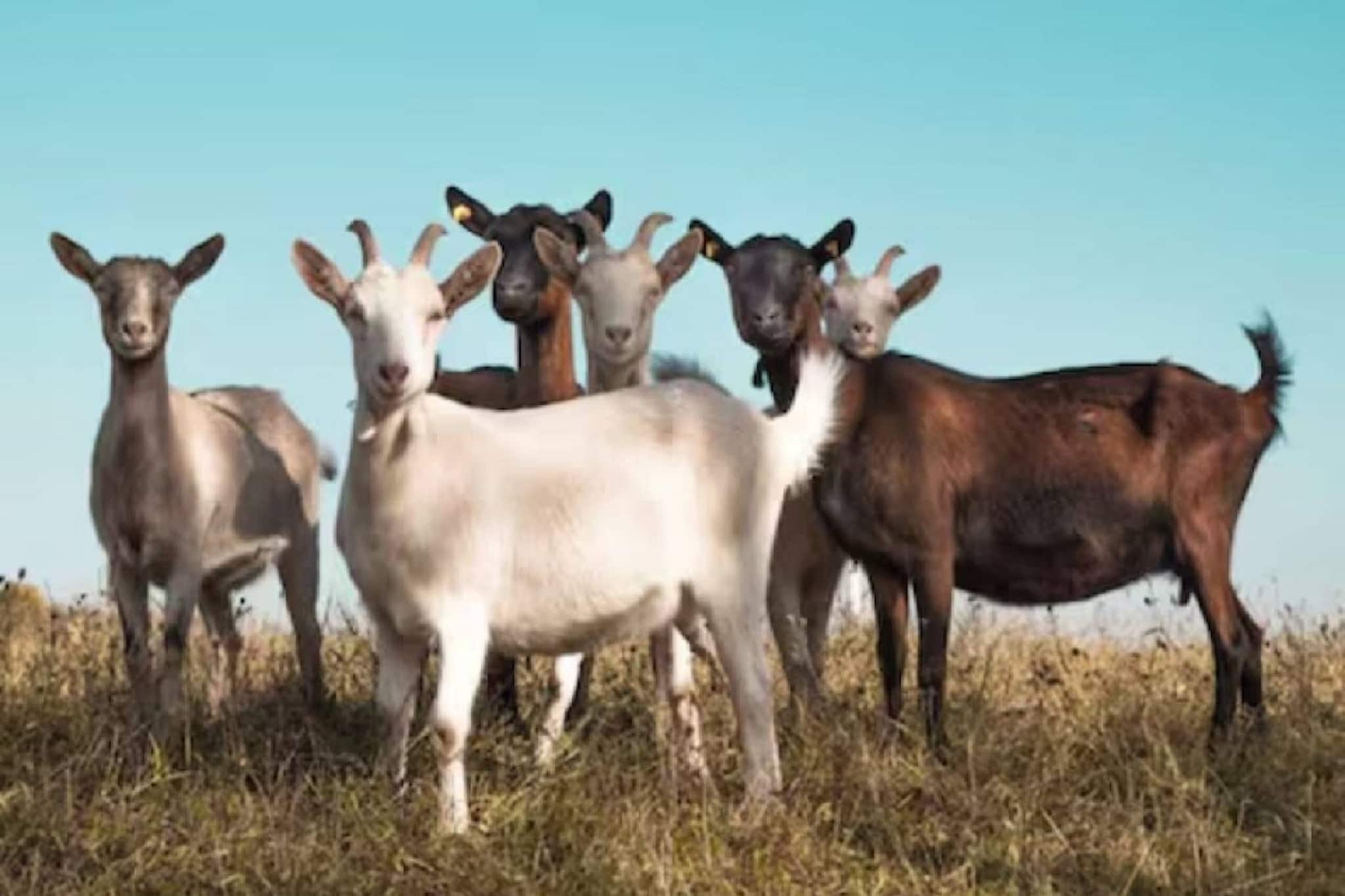 ഈ ദ്വീപിൽ നിന്ന് ആടുകളെ സൗജന്യമായി വാങ്ങാം; കാരണം ഇതാ