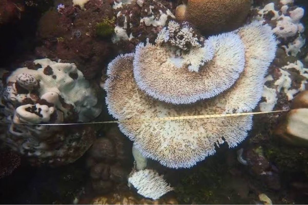 കടലിലും ഉഷ്ണതരംഗം; ലക്ഷദ്വീപിലെ പവിഴപ്പുറ്റുകൾ വൻതോതിൽ നശിക്കുന്നതായി പഠനം കടലിലും ഉഷ്ണതരംഗം; ലക്ഷദ്വീപിലെ പവിഴപ്പുറ്റുകൾ വൻതോതിൽ നശിക്കുന്നതായി പഠനം