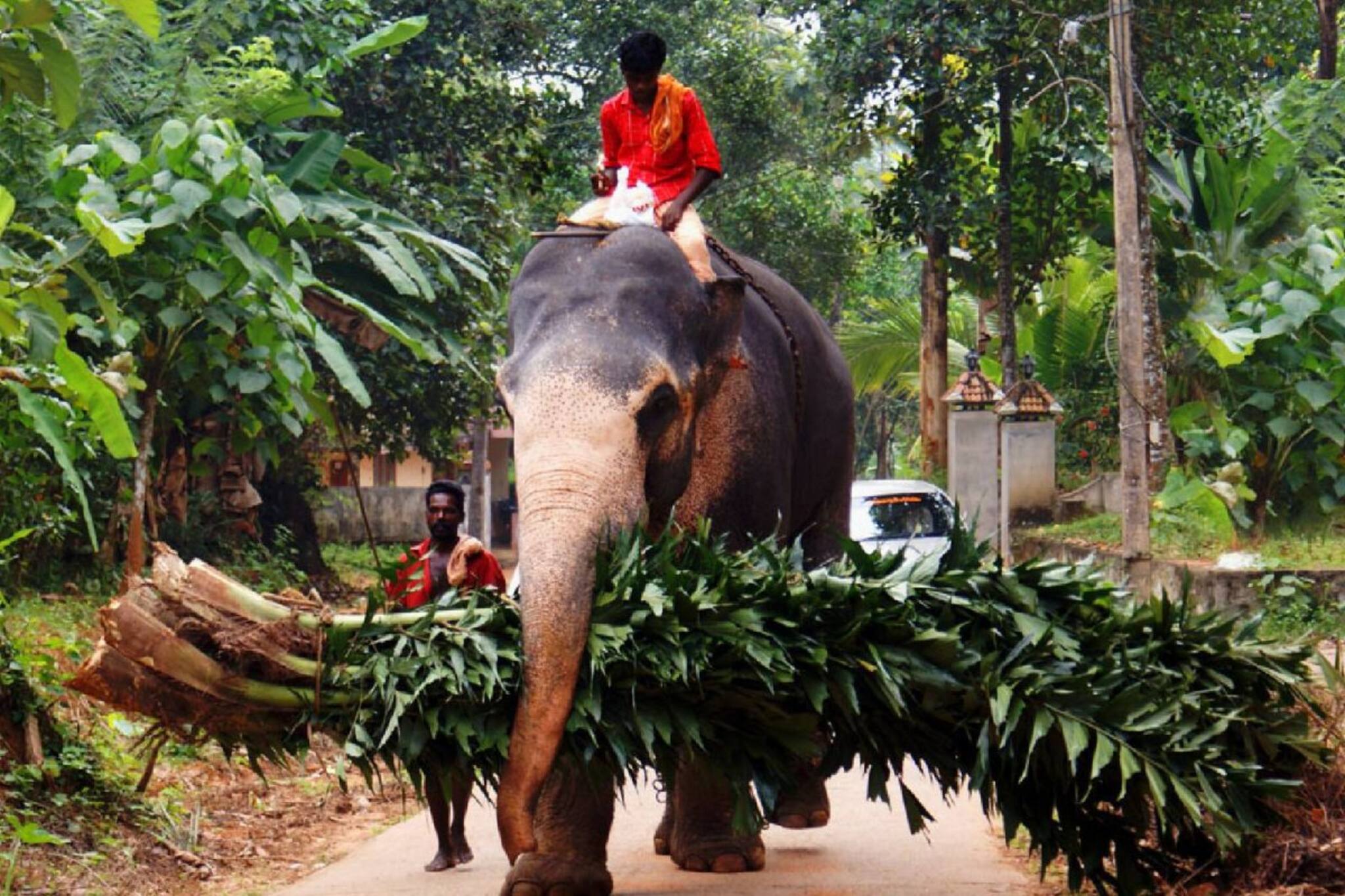 ആനയെ നോക്കാൻ ആറ്റം അറിയണോ? ആനയെ കുറിച്ച് ഒറ്റച്ചോദ്യമില്ലാതെ ആനപാപ്പാന്മാര്‍ക്കുള്ള PSC പരീക്ഷ