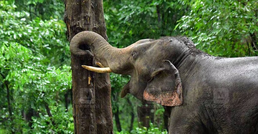  ക്യാമറയും ഭൂമിക്ക് അടിയിലൂടെ സ്ഥാപിച്ച കേബിളുകളും പ്രയോജനപ്പെടുത്തിയാണ് ഡിജിറ്റൽ അക്വാസ്റ്റിക് സെൻസിങ് എന്ന സങ്കേതിക വിദ്യ നടപ്പിലാക്കുന്നത്. വന്യജീവികളുടെ സാന്നിധ്യം ക്യാമറയിൽ പതിയുന്നുണ്ടോ എന്നറിയാൻ ധോണി ആന ക്യാംപിലെ കുങ്കി അഗസ്ത്യനെ വനമേഖലയിലെത്തിച്ചു പരീക്ഷണം നടത്തിയിരുന്നു.