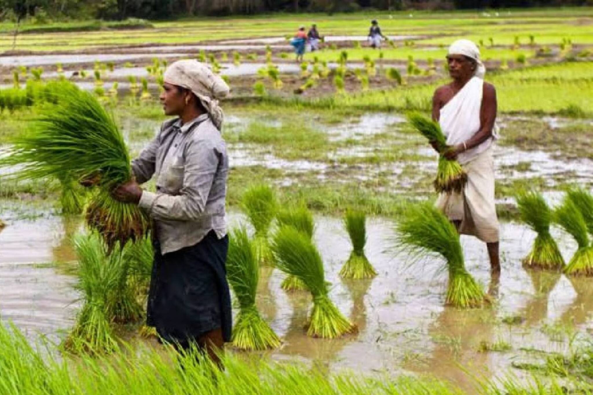 തിരുവാതിര ഞാറ്റുവേല ജൂലൈ 7 വരെ; തിരിമുറിയാത്ത മഴയും