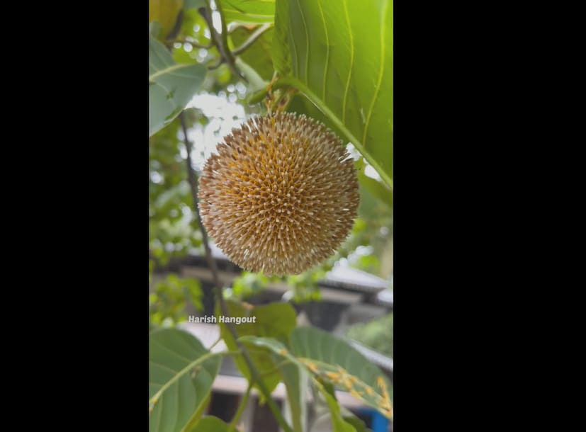  ഒരു കാലത്ത് കേരളത്തിലെ പല ക്ഷേത്രങ്ങളിലും കടമ്പ് മരങ്ങൾ ഒരു സാധാരണ കാഴ്ചയായിരുന്നു. രസകരമെന്നു പറയട്ടെ, അവ ധാരാളം ആയുർവേദ ഔഷധ ഗുണങ്ങൾക്കും പേരുകേട്ടതാണ്. ഈ മരങ്ങളുടെ പുറംതൊലി വേദനയ്ക്ക് ആശ്വാസം നൽകുന്നു, ഇലകൾ ശ്വാസകോശ സംബന്ധമായ പ്രശ്നങ്ങൾക്ക് ചികിത്സ നൽകുന്നു. ഈ വൃക്ഷത്തിൻ്റെ പൂക്കളുൾപ്പെടെ വിവിധ ഭാഗങ്ങൾക്കു നിരവധി ഉപയോഗങ്ങളുണ്ട്.