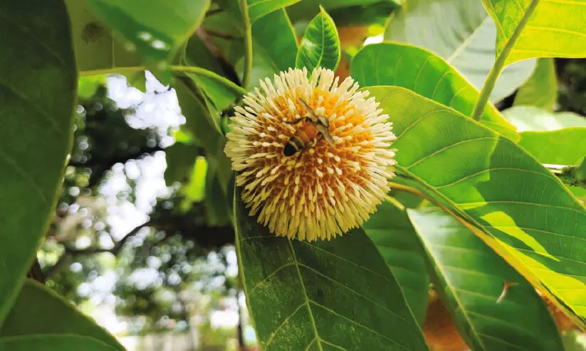  കടമ്പ പൂക്കൾക്ക് ആകർഷകമായ ക്രീം വെള്ള നിറമുണ്ട് (മഞ്ഞ കലർന്ന വെളള) കൂടാതെ വലിപ്പത്തിൽ ടെന്നീസ് ബോളുകളോട് സാമ്യവും അതിമധുരമായ നറുമണവും. പൂമ്പാറ്റകൾക്കും തേനീച്ചകൾക്കും മധുരമുള്ള തേൻ ഊറുന്ന ഈ പൂക്കൾ ഏറെ പ്രിയപ്പെട്ടവയാണ്.