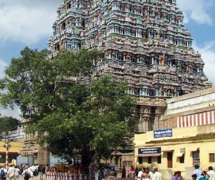  പാരിസ്ഥിതികമായി, പുനർ വനവൽക്കരണത്തിൽ ഇവ പ്രധാന പങ്ക് വഹിക്കുകയും, പരാഗണത്തെ ആകർഷിക്കുന്നതിലൂടെ ജൈവവൈവിധ്യത്തെ പിന്തുണയ്ക്കുകയും ചെയ്യുന്നു. സാംസ്കാരികമായി, ഹിന്ദു പുരാണങ്ങളിലും സാഹിത്യങ്ങളിലും കദംബ വൃക്ഷം ആരാധിക്കപ്പെടുന്നു. പ്രണയത്തിൻ്റെയും ഭക്തിയേയും പ്രതീനിധീകരിക്കുന്നു. കൂടാതെ നിരവധി ദേവതകളുമായി ബന്ധപ്പെട്ടിരിക്കുന്നു.