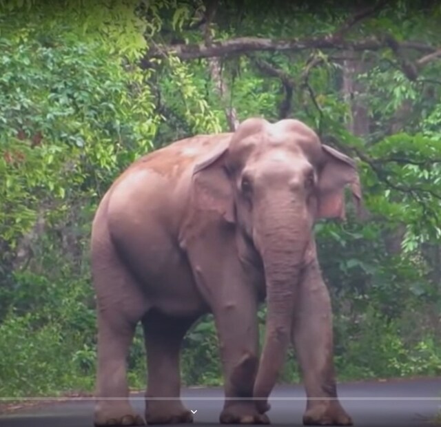  കൊമ്പുള്ള ആനയെ കാണുമ്പോഴുള്ള ഭയം പിടിയാനയെന്ന് തെറ്റിദ്ധരിക്കപ്പെടുന്ന മോഴകളെ കാണുമ്പോള്‍ തോന്നാന്‍ ഇടയില്ലാത്തതും അപകടസാധ്യത കൂട്ടുന്നു. കൊമ്പില്ലെന്നു കരുതി കൂസലില്ലാതെ മുന്നിൽ ചെന്നുപ്പെട്ടാൽ പിന്നെ  ബാക്കിയുണ്ടാകില്ല എന്ന് സാരം.