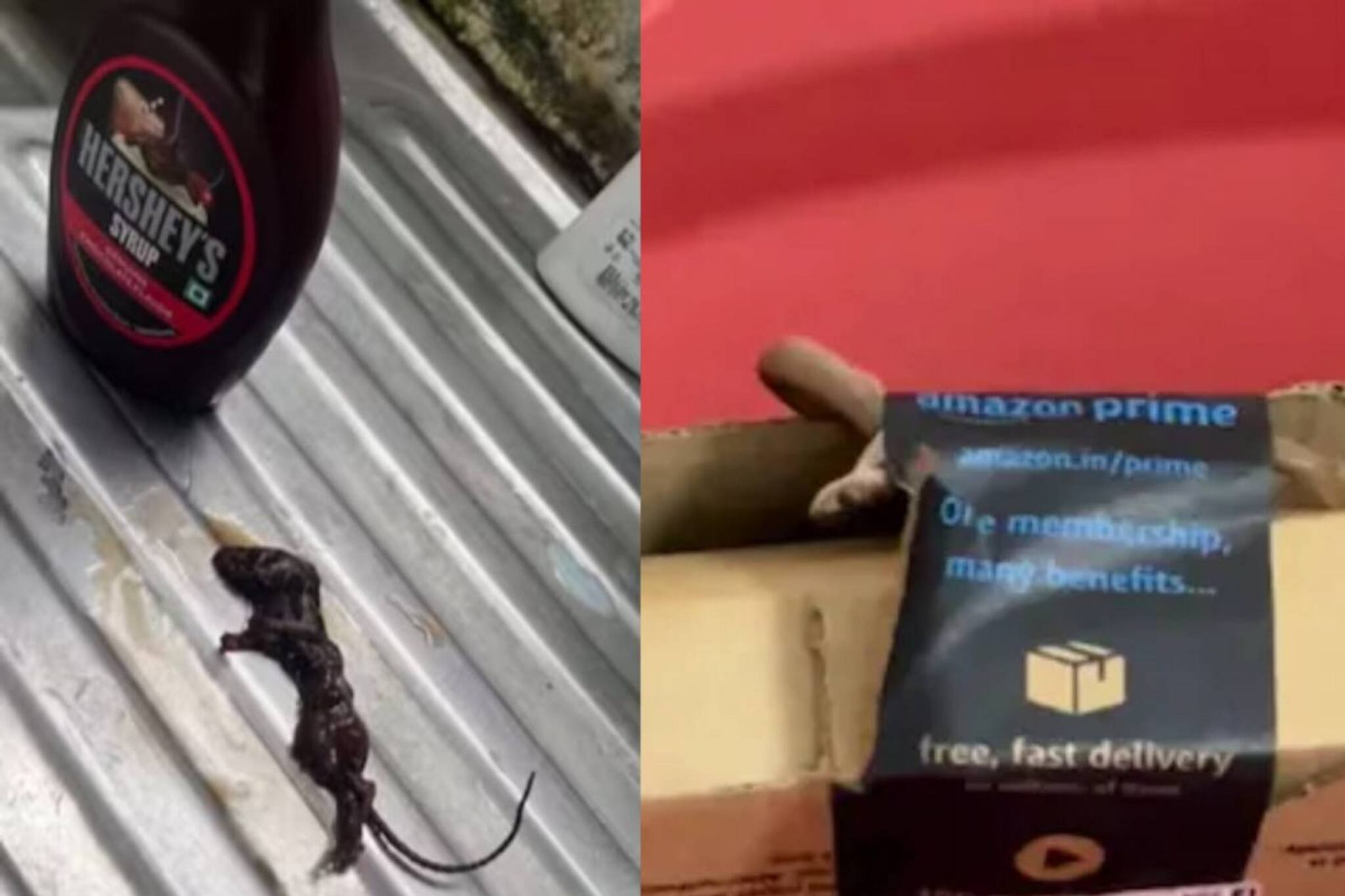 മുറിഞ്ഞ കൈവിരല്‍, ചത്ത എലി, ജീവനുള്ള മൂര്‍ഖന്‍, ഓടുന്ന പഴുതാര; ഓണ്‍ലൈന്‍ ഷോപ്പിങ്ങിൽ ഓർഡർ ചെയ്യാതെ കിട്ടിയവ