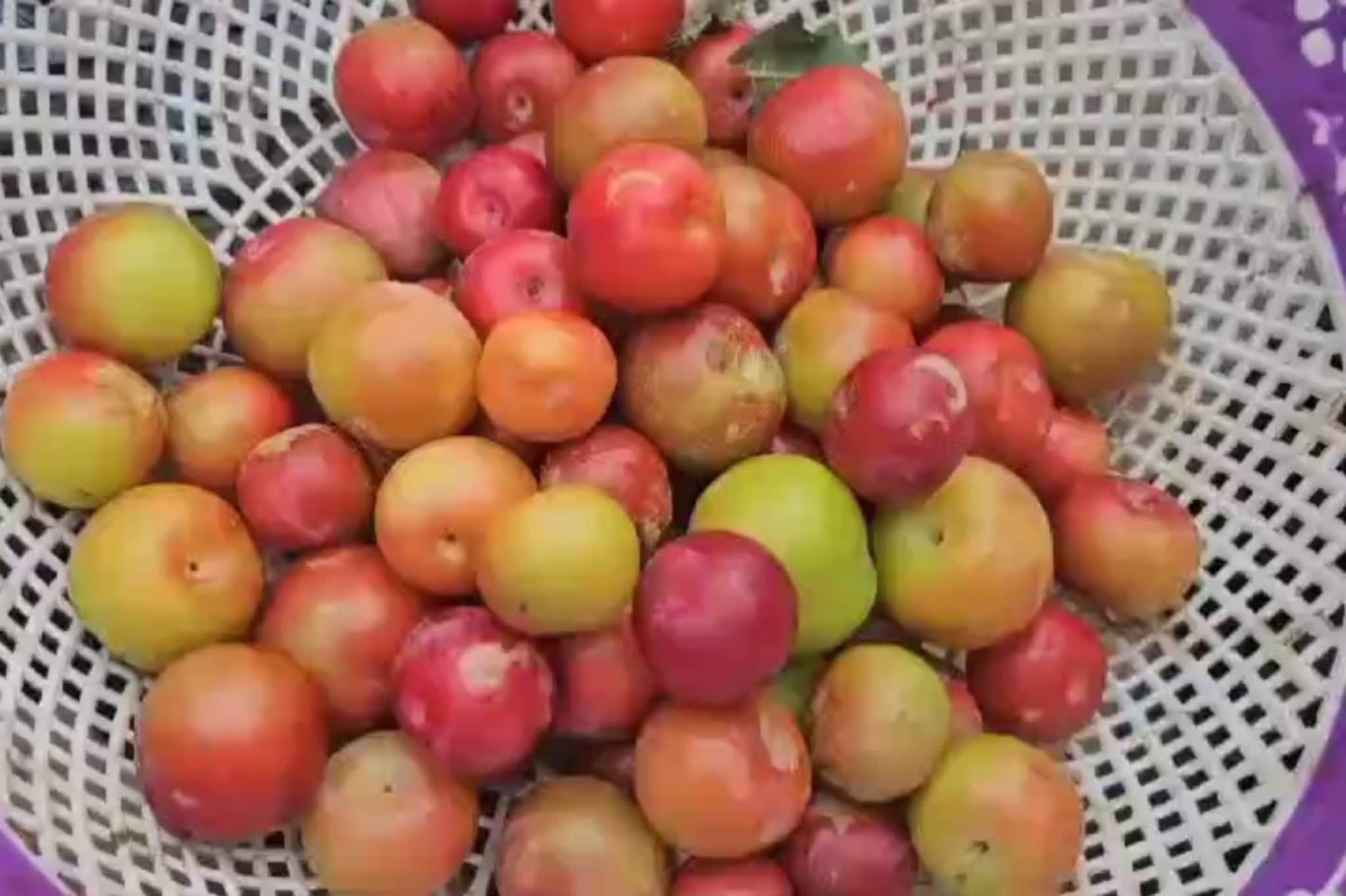 കാന്തല്ലൂരിലെ പ്ലംത്തോട്ടങ്ങൾ ചുവന്നുതുടുത്തു.