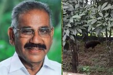 കാട്ടുപോത്തിന് കുറ്റബോധമോ? 'വന്നത് തെറ്റായിപ്പോയിയെന്ന തോന്നലാകാം കാട്ടുപോത്ത് തിരികെ പോകാൻ ശ്രമിച്ചത്'; ശശീന്ദ്രൻ