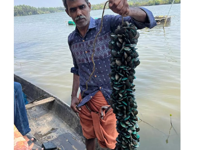  കടലിൽ പാറക്കെട്ടുകളിൽ ഒട്ടിപ്പിടിച്ചു കാണപ്പെടുന്ന കല്ലുമ്മക്കായ അല്ലെങ്കിൽ കടുക്ക എന്നറിയപ്പെടുന്നത് മൽസ്യ ഇനത്തിൽ പെട്ട കടൽ ജീവികളാണ്. കക്ക പോലെ തന്നെ കഴിക്കാൻ പറ്റിയ ഒരു ജീവി. കക്കയേ ക്കാൾ വലുപ്പം കല്ലുമ്മക്കായ്ക്കുണ്ട്. കേരളത്തിൻ്റെ തീരപ്രദേശങ്ങളിൽ കല്ലുമ്മക്കായ കൃഷി ചെയ്തു വരുന്നുണ്ട്.