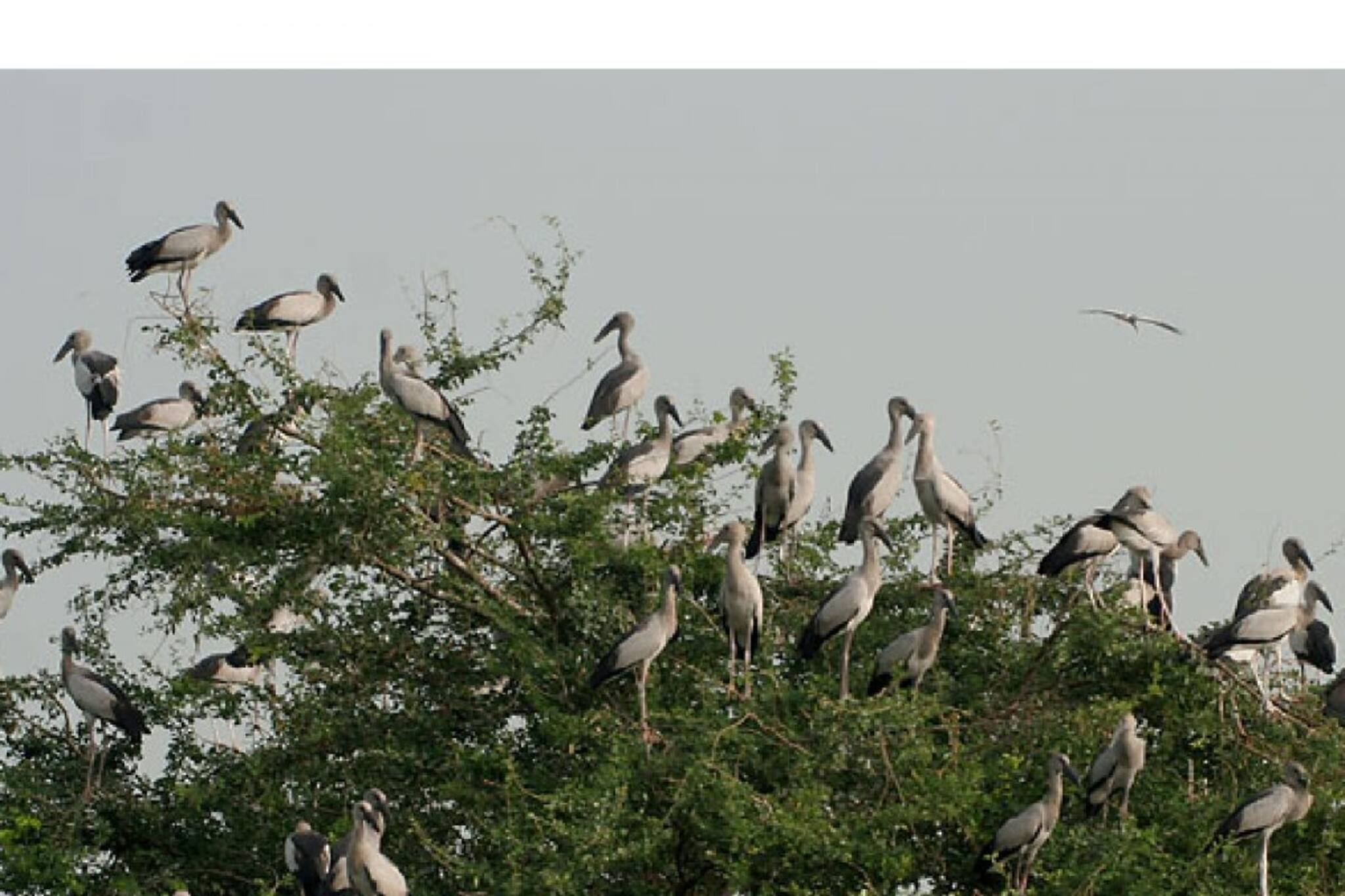 പേടിക്കണ്ട, കുഞ്ഞു ജീവനുകൾക്ക് കാവലുണ്ട്; പല്ലാറിലെ പക്ഷി അതിഥികളെ ചിറകിനടിയിൽ ചേർത്തു പിടിച്ച് നാട്ടുക്കാരും
