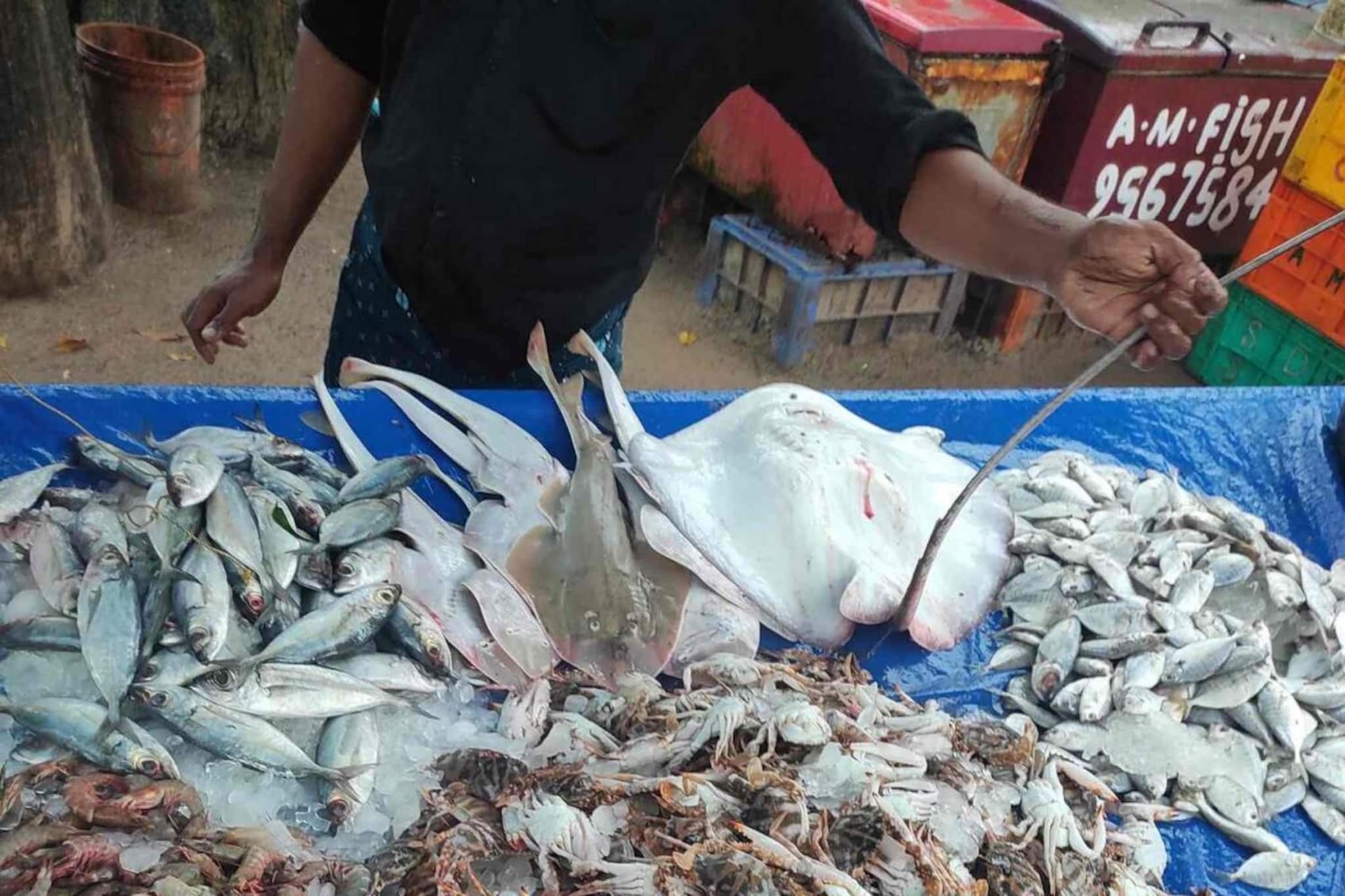 വറുതിക്കൊടുവിൽ ആലപ്പുഴ തീരത്ത് ചാകരലക്ഷണം; പ്രാദേശിക മത്സ്യത്തൊഴിലാളികൾക്ക് ആശ്വാസമായി ചെമ്മീൻ, മത്തി, കൊഴുവ