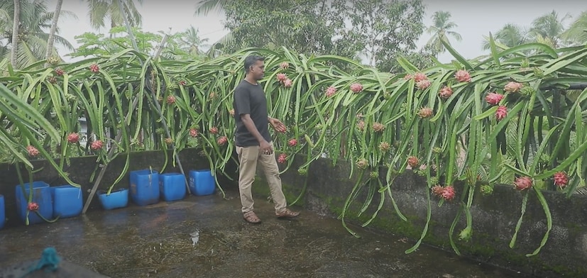  മലപ്പുറം കുറുമ്പത്തൂർ സ്വദേശി ആലുങ്ങൽ ഷാഫി സ്ഥലക്കുറവും സമയക്കുറവും കൃഷിക്ക് തടസ്സമല്ലെന്ന് തെളിയിച്ചിരിക്കുന്നയാളാണ്. വിപണിയിൽ ആവശ്യക്കാർ ഏറെയുള്ള നൂറുകണക്കിന് ഡ്രാഗൺ ഫ്രൂട്ടുകളാണ് ഷാഫിയുടെ മട്ടുപ്പാവിൽ വിളഞ്ഞുനിൽക്കുന്നത്.