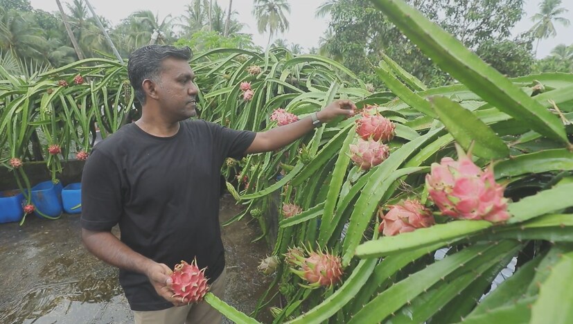  "50ഓളം ചെടികളിൽനിന്നായി മൂന്ന് വർഷം കൊണ്ട് 100 കിലോയോളം പഴങ്ങളാണ് വിളവെടുത്തത്. ഡ്രാഗൺ ഫ്രൂട്ടിന്റെ വിപണി സാധ്യത തിരിച്ചറിഞ്ഞ്, ഇപ്പോൾ 20 സെൻ്റ് ഭൂമിയിലും കൃഷി ആരംഭിച്ചു," ഷാഫി പറയുന്നു.