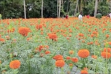 ഓണപ്പൂക്കളിവിടെ...; ഒന്നര ഏക്കറിൽ പൂക്കൃഷിയുമായി തൃശൂരിലെ യുവകർഷകൻ