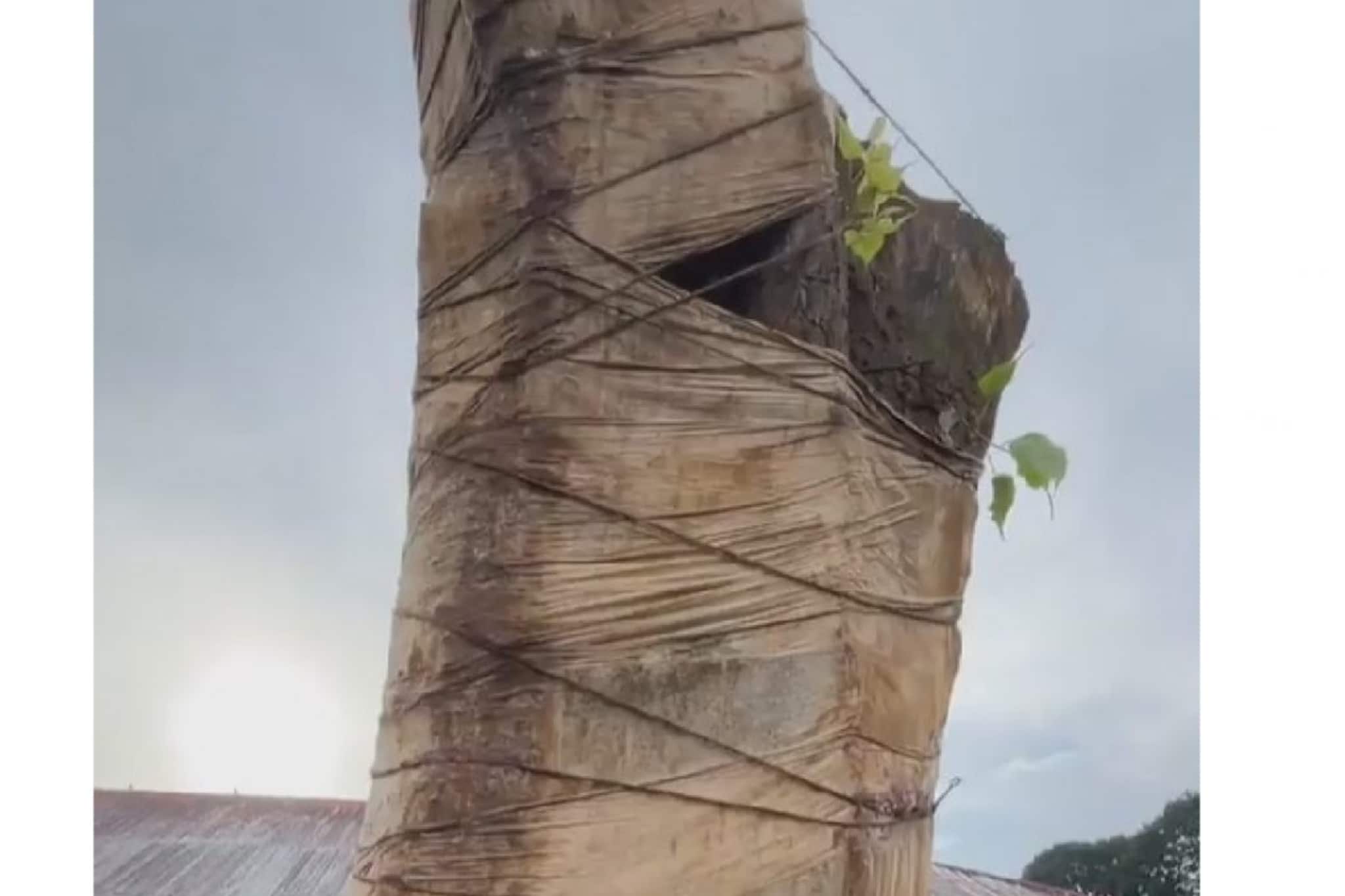 മുളപ്പൊട്ടിയ ഒത്തൊരുമ; ചിറക്കടവിൽ ഉണങ്ങിയ ആൽമരം പുനരുജ്ജീവിപ്പിച്ച് കർക്കടക വൃക്ഷചികിത്സ