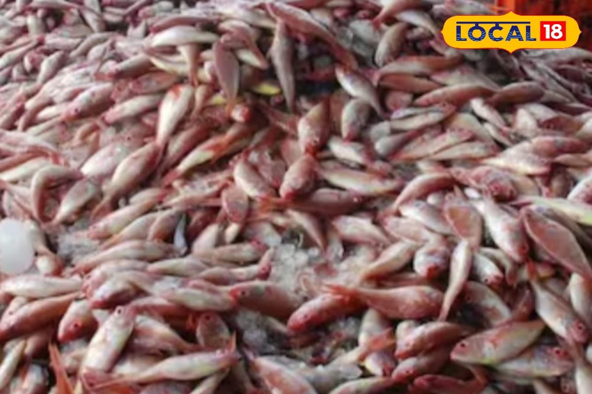 വിഴിഞ്ഞത്തെ  മത്സ്യവിശേഷങ്ങൾ; ഫ്രഷ് മീൻ കിട്ടാൻ ഇനി വേറെങ്ങും പോകേണ്ട 