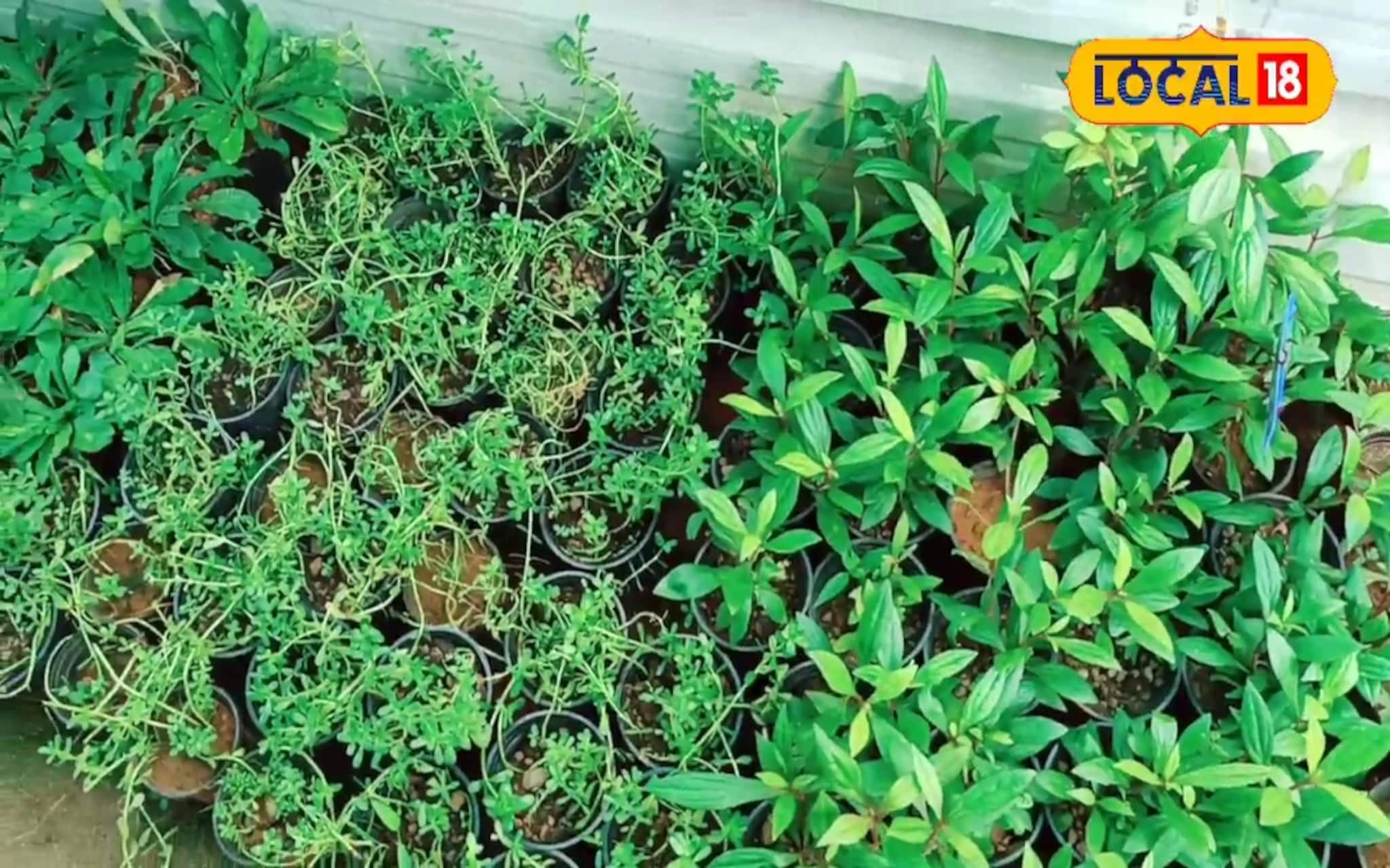 പ്രകൃതിയാണ് ഔഷധം; വീട്ടിൽ ഒരു ഔഷധത്തോട്ടമൊരുക്കിയാലോ?