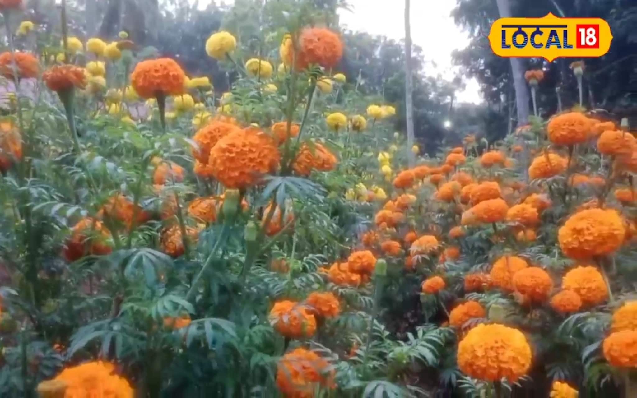 അന്ന് കാടുകയറി നശിച്ചിരുന്ന ഭൂമി, ഇന്ന് മനോഹരമായ പൂപ്പാടം: കൈയ്യടി നേടി വനിതാക്കൂട്ടായ്മ