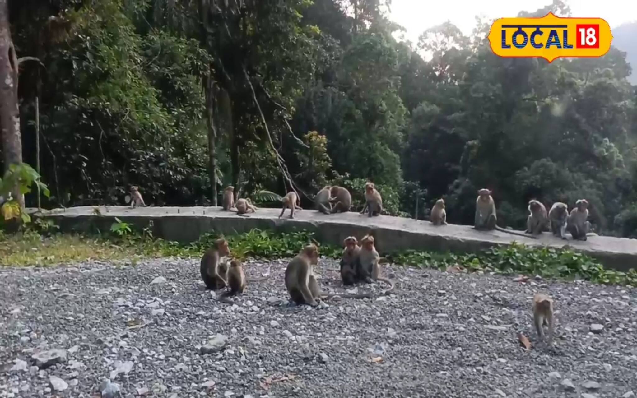 അജ്ഞാതനായ യാത്രക്കാരനെ കാത്ത് വാനരക്കൂട്ടം; പൊന്മുടിയിലേക്ക് പോകുന്ന വഴിയുള്ള കാഴ്ച്ച