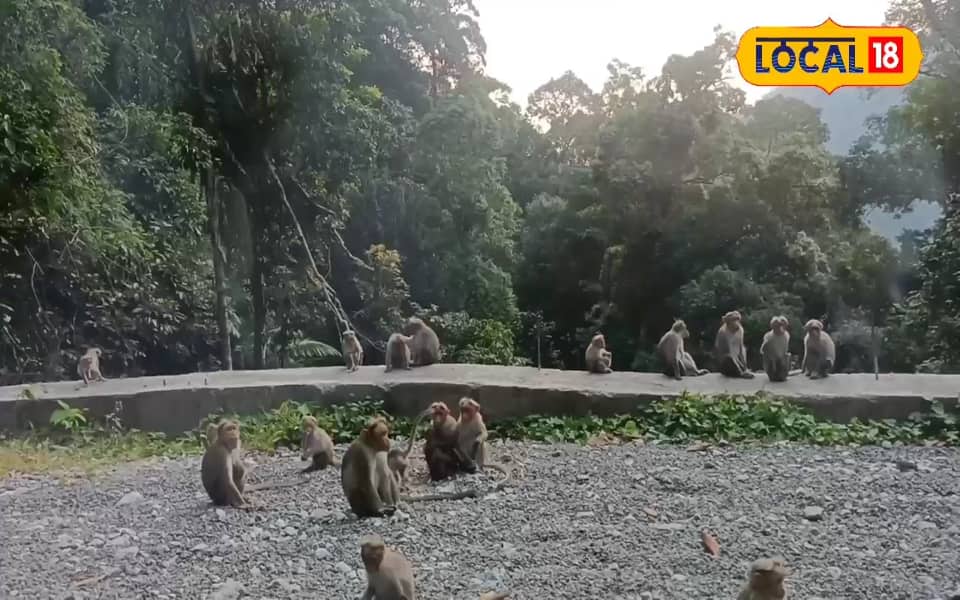വാനരൻമാർ 