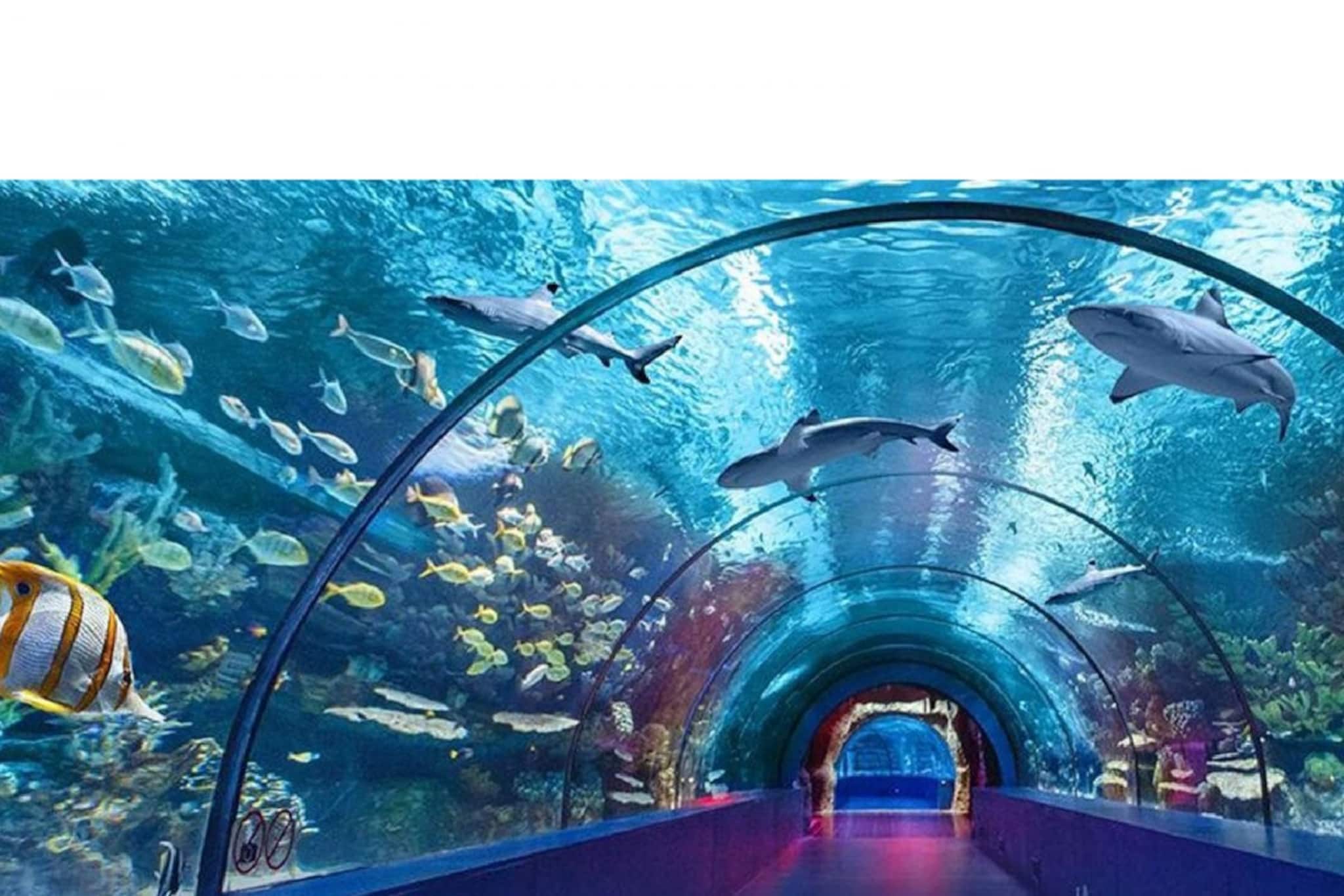 തലസ്ഥാനത്ത് കടലിന്ന​ഗാധമാം കാഴ്ചകൾ;  അക്രിലിക് അണ്ടർ വാട്ടർ ടണൽ അക്വേറിയം സൂപ്പർഹിറ്റ്