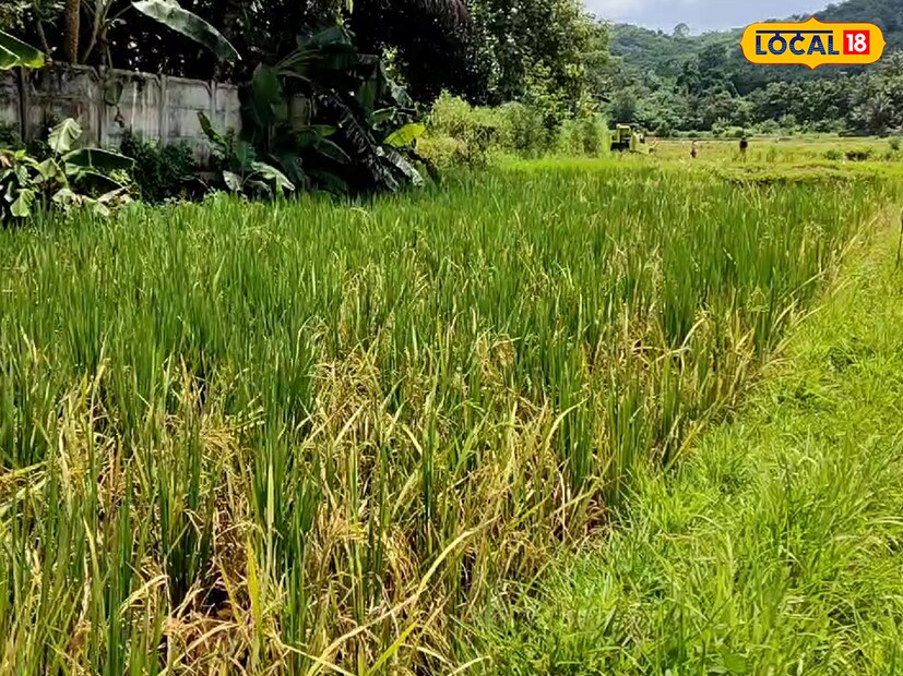  15 വര്‍ഷത്തിന് ശേഷം വിളയൂർ മാങ്കുറ്റി പാടശേഖരത്ത് പരീക്ഷണാടിസ്ഥാനത്തിലായിരുന്നു ഒന്നാം വിള നെൽകൃഷി ഇറക്കിയത്. ഏഴ് എക്കറിൽ നടത്തിയ കൃഷിയുടെ വിളവെടുപ്പാണ് ആരംഭിച്ചിരിക്കുന്നത്.