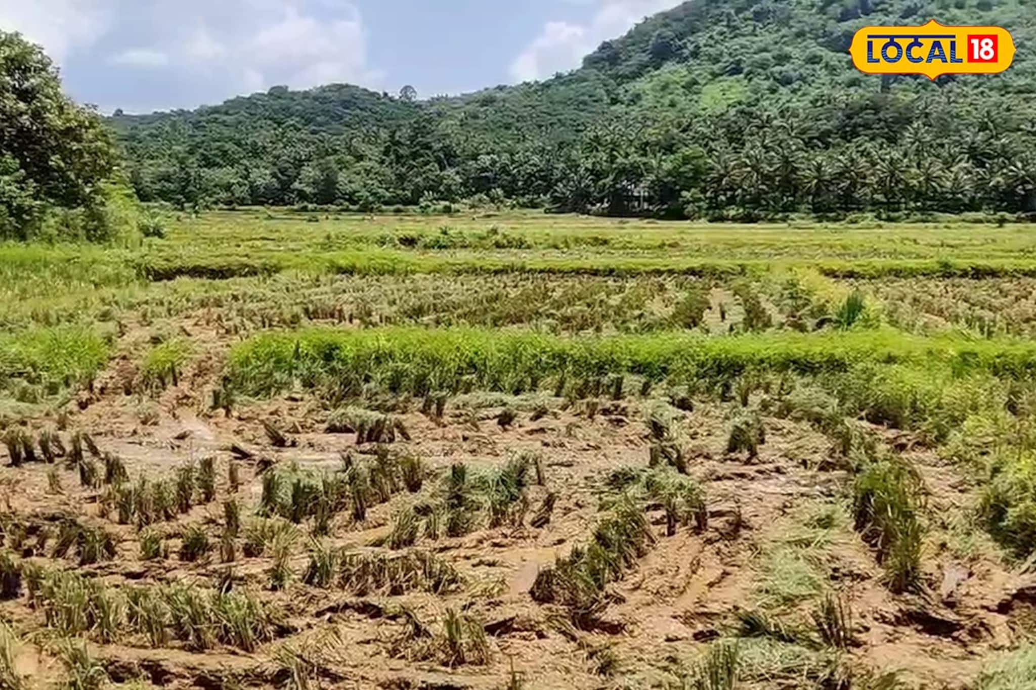 വിളയൂരിലെ ഒന്നാം വിള നെൽകൃഷിക്ക് നൂറുമേനി വിളവ്