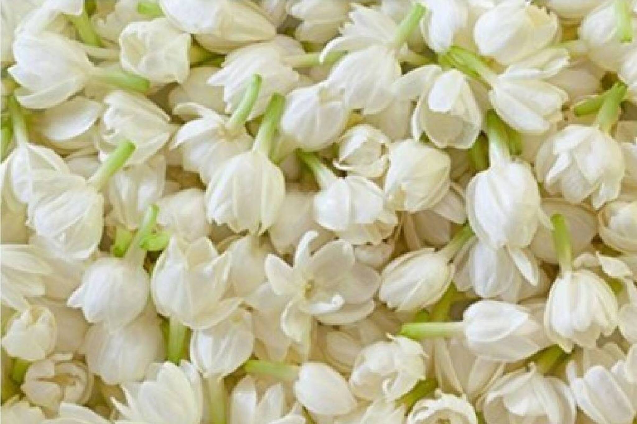 ഓണവിപണിയിൽ സ്വർണം ഒന്ന് സൂക്ഷിച്ചോ; മുല്ലപ്പൂ കിലോയ്ക്ക് 6000 കടന്നു!