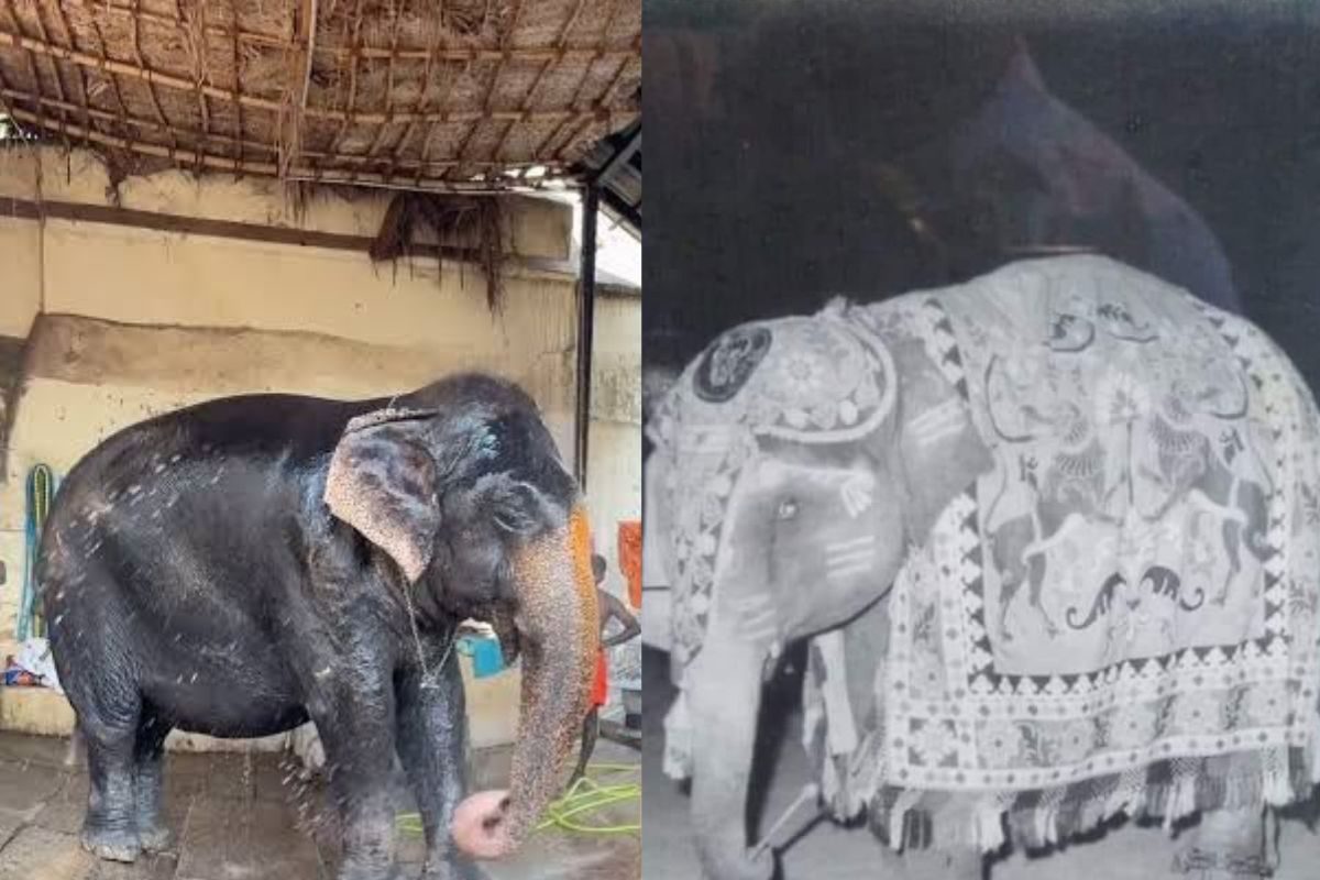 कराईकुडिस का पसंदीदा; तमिलनाडु में मंदिर की हथिनी सुब्बुलक्ष्मी की आग में जलने से मौत कराईकुडिस का पसंदीदा; तमिलनाडु में मंदिर की हथिनी सुब्बुलक्ष्मी की आग में जलने से मौत